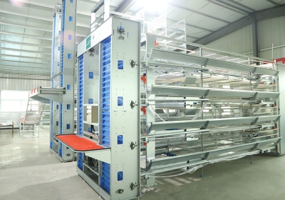 H-layer-Battery cages
